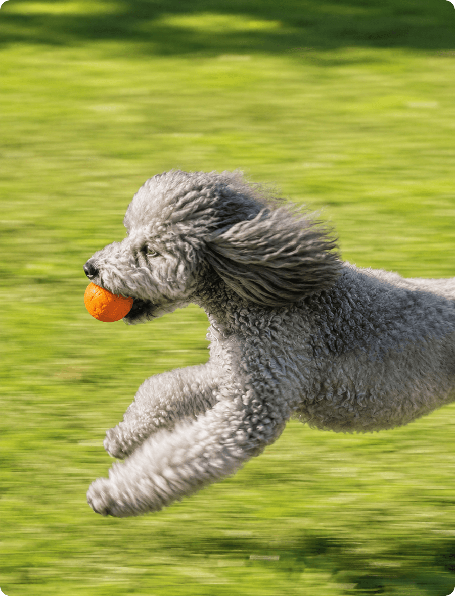 Running dog