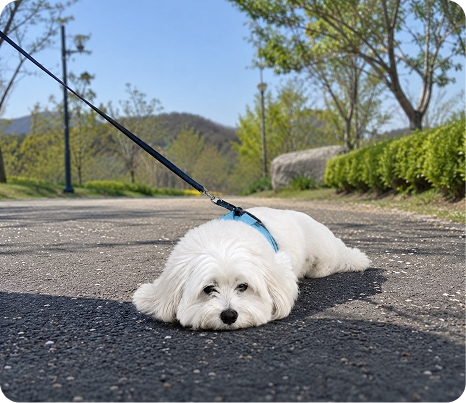 Dog walking on leash
