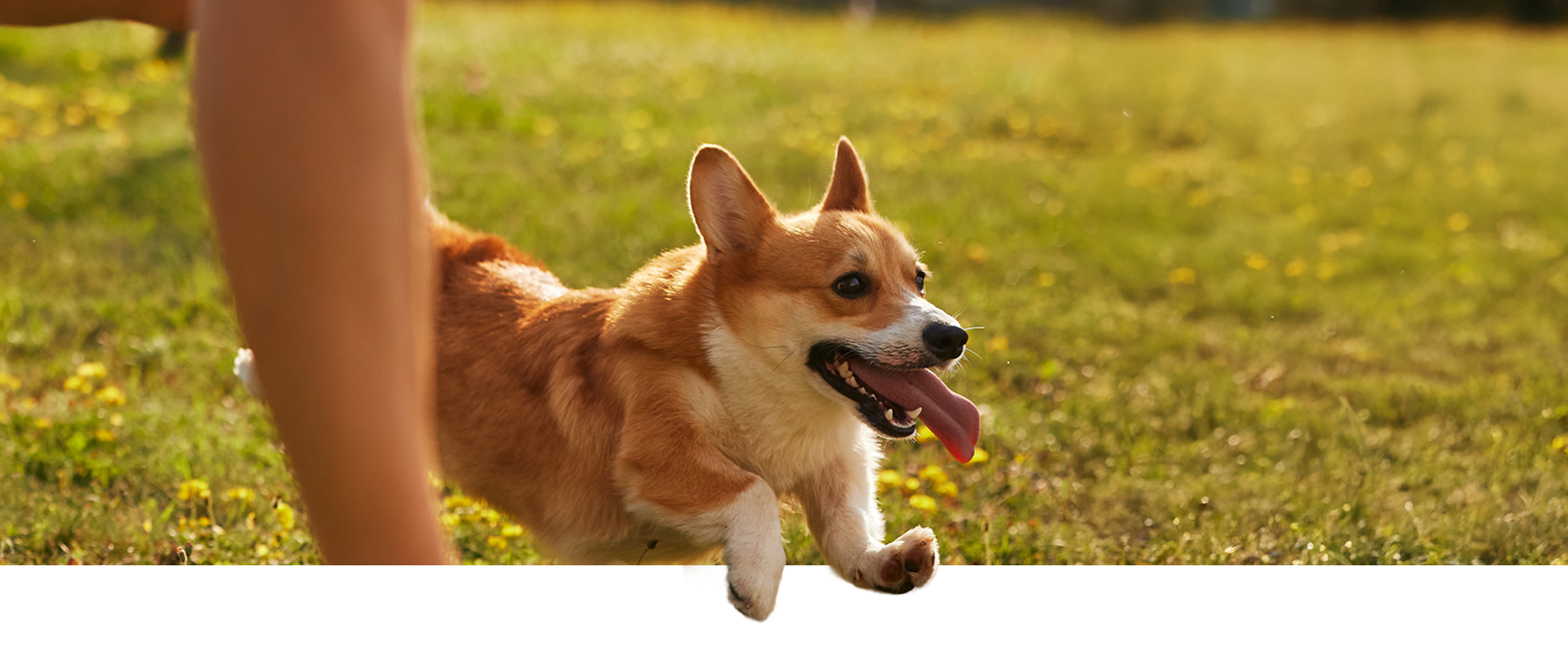 Renudog Clinic Guide Banner